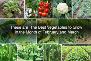 best vegetables to grow in march in north india