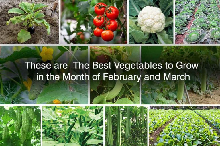 best vegetables to grow in march in north india