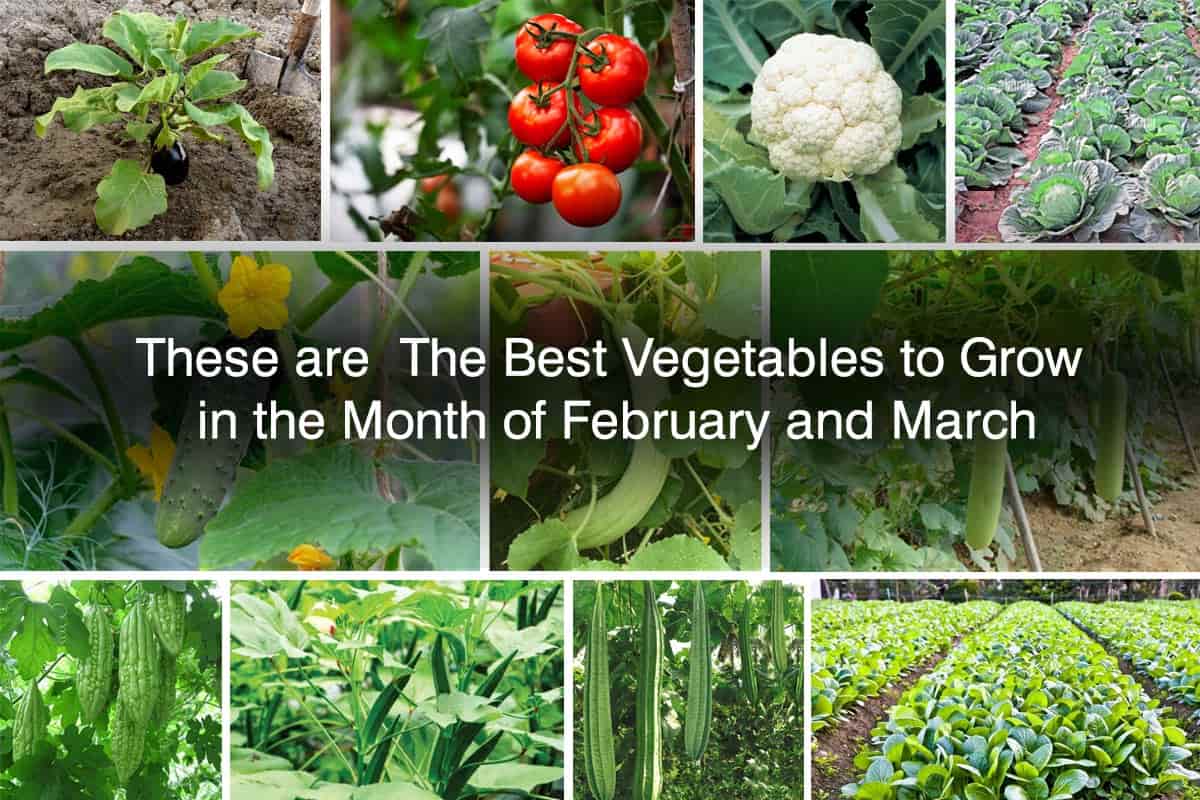 best vegetables to grow in march in north india