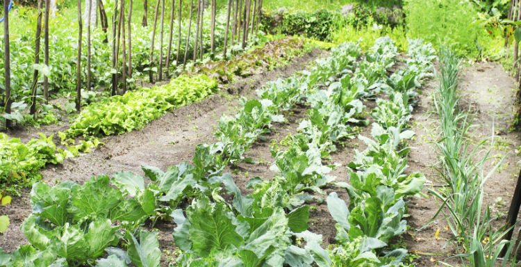 Vegetables to Grow in Australia in April